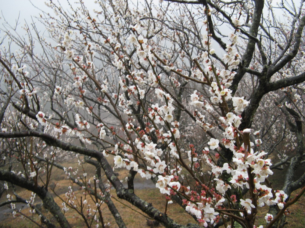 f:id:takerunba:20090226095335j:image:w500