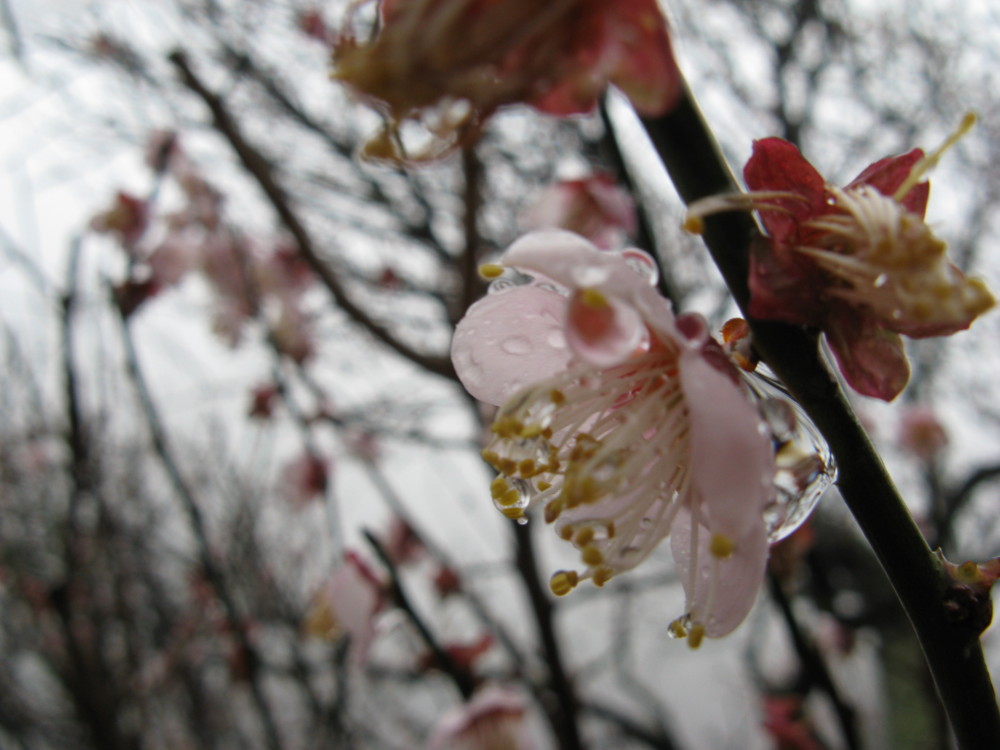 f:id:takerunba:20090226095435j:image:w500