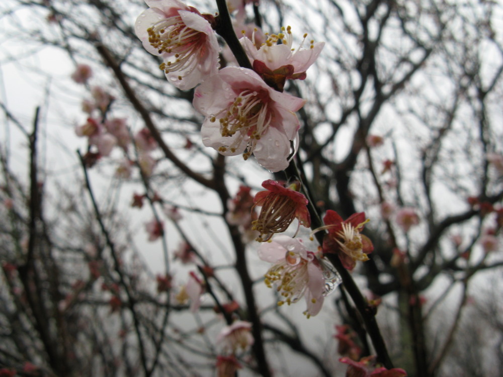 f:id:takerunba:20090226095447j:image:w500