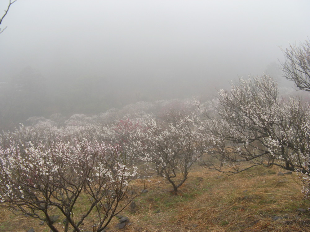 f:id:takerunba:20090226095703j:image:w500