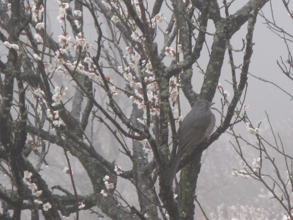 f:id:takerunba:20090226095732j:image:w500