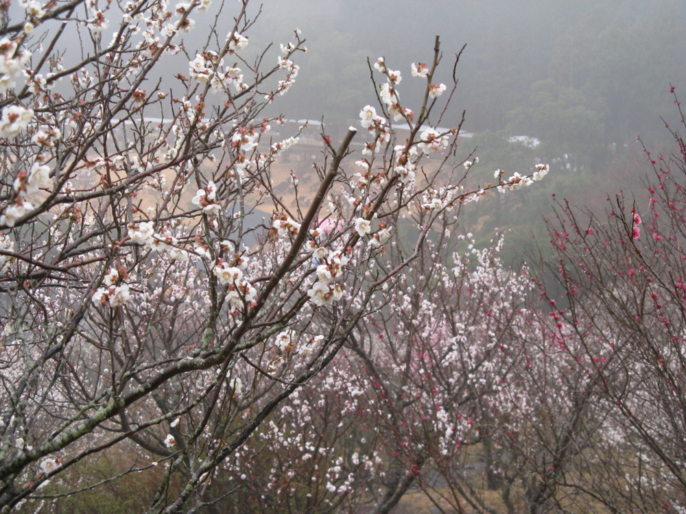 f:id:takerunba:20090226100050j:image:w500