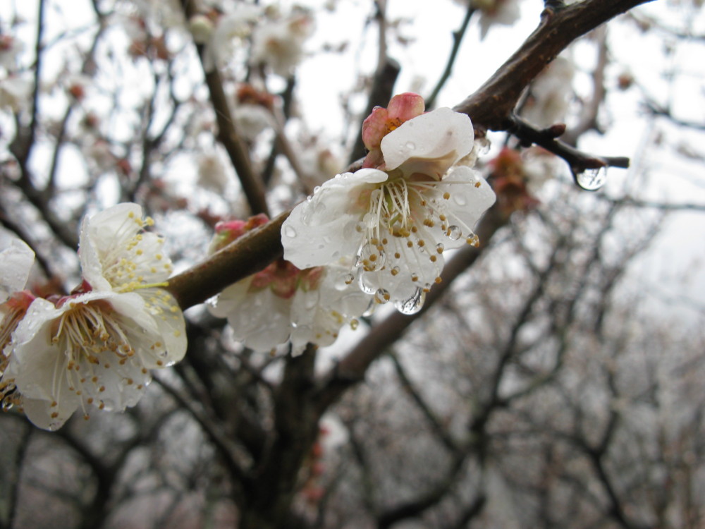 f:id:takerunba:20090226100104j:image:w500