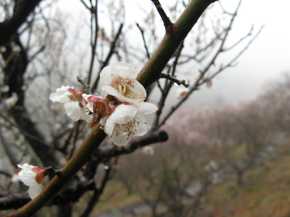 f:id:takerunba:20090226100250j:image:w500