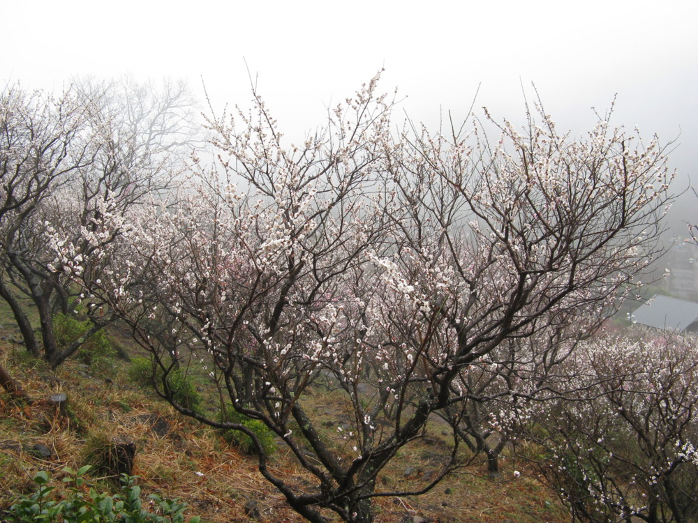 f:id:takerunba:20090226100307j:image:w500