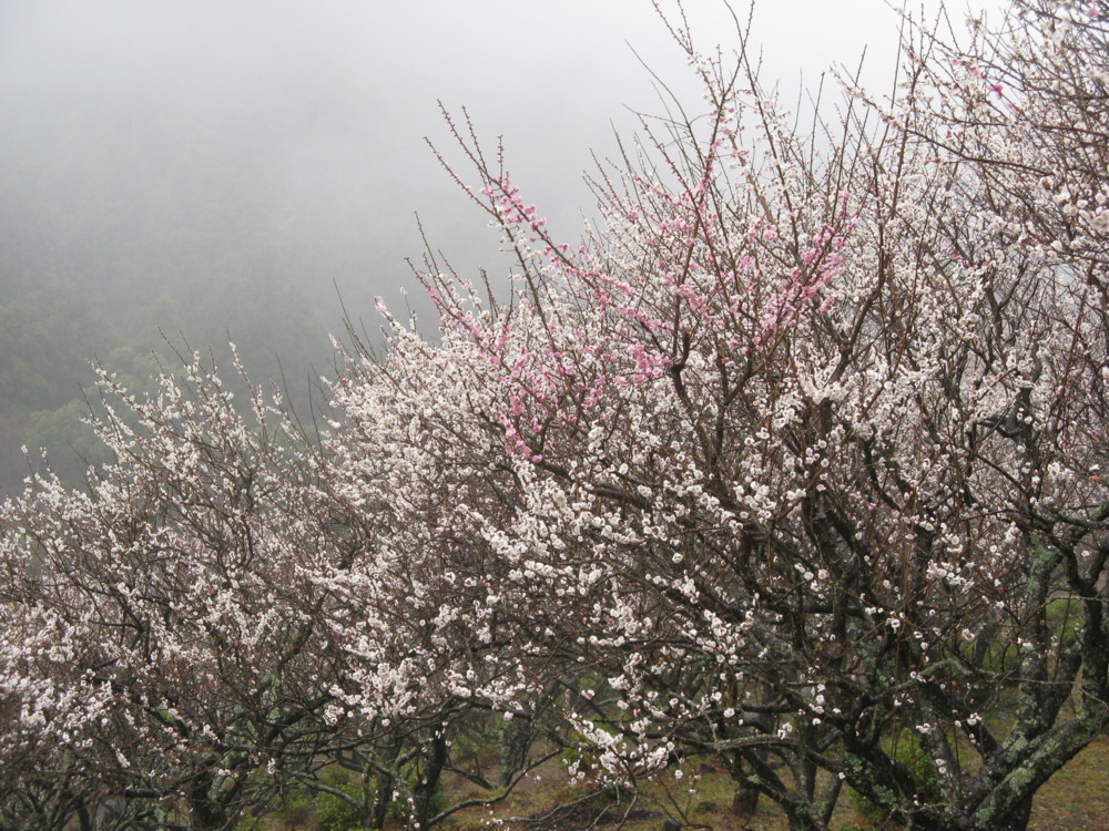 f:id:takerunba:20090226100414j:image:w500