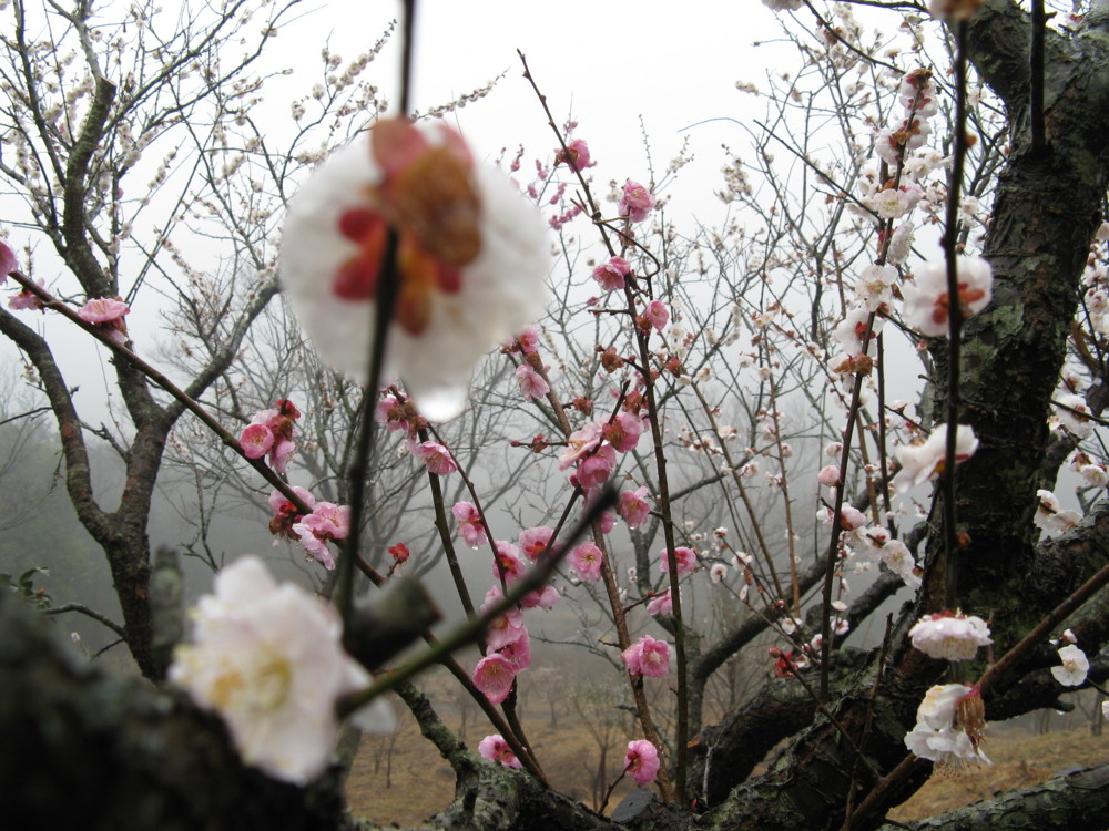 f:id:takerunba:20090226100648j:image:w500