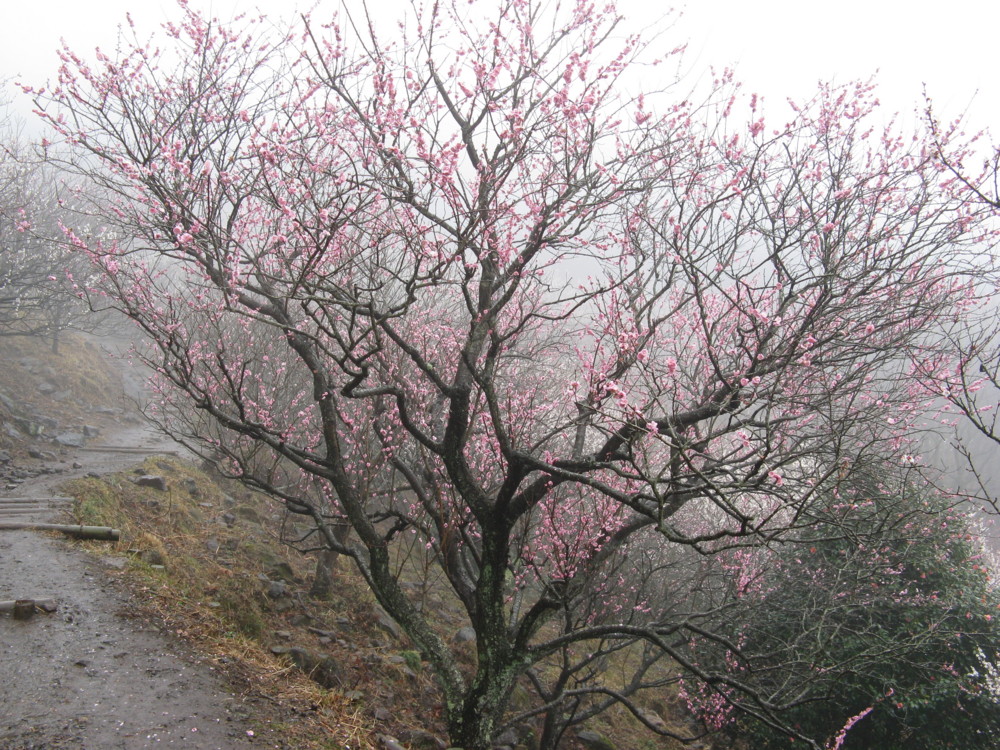 f:id:takerunba:20090226100828j:image:w500