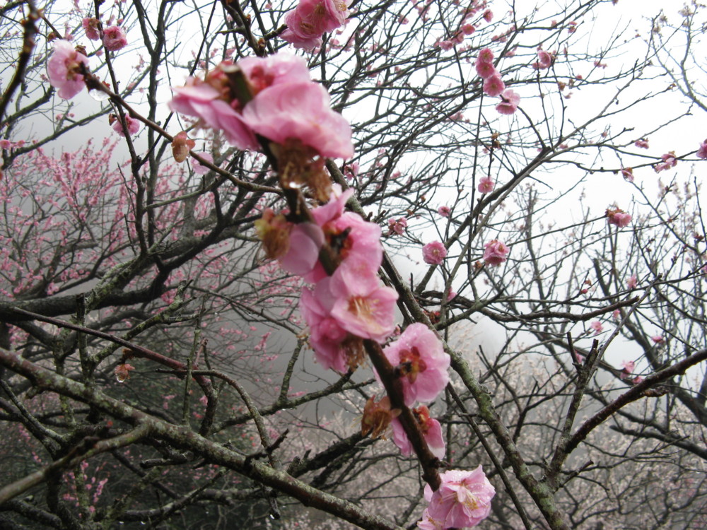 f:id:takerunba:20090226100840j:image:w500