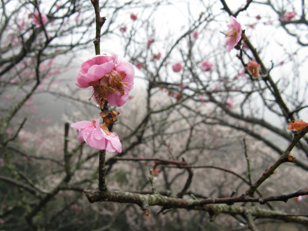f:id:takerunba:20090226100847j:image:w500