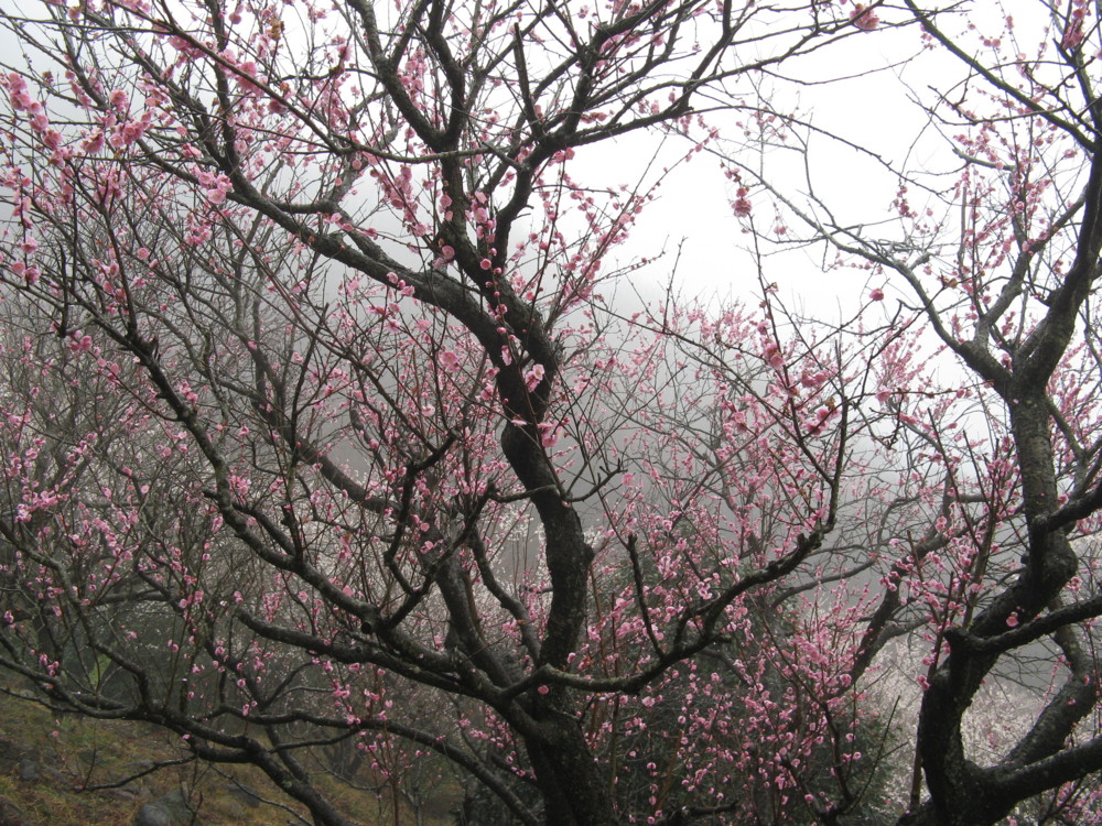f:id:takerunba:20090226100900j:image:w500