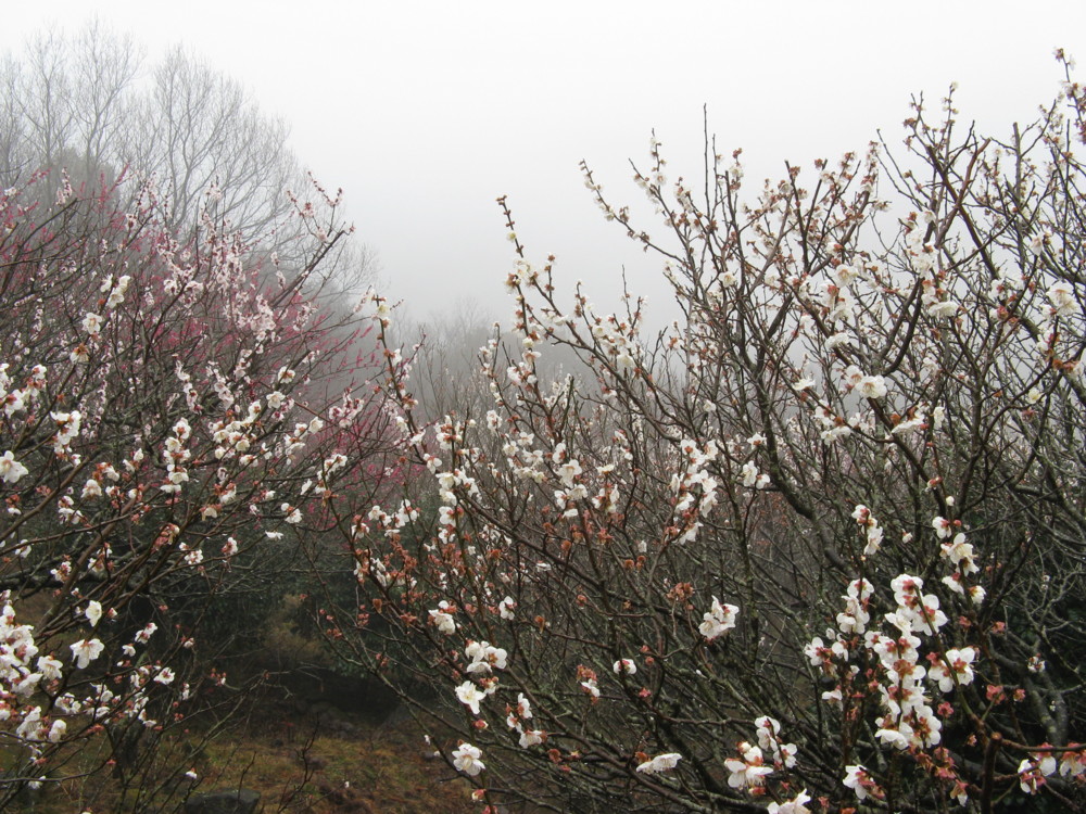 f:id:takerunba:20090226101345j:image:w500