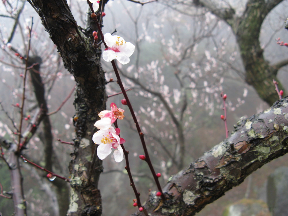f:id:takerunba:20090226101632j:image:w500