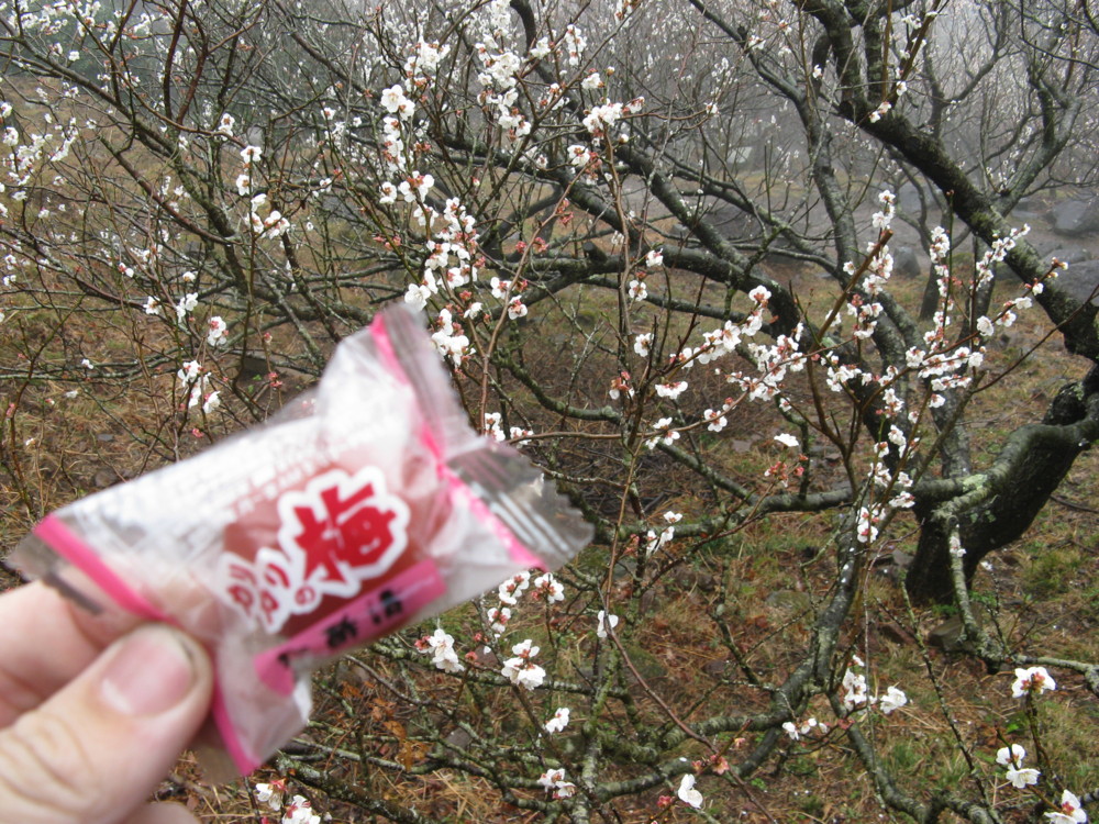 f:id:takerunba:20090226102020j:image:w500