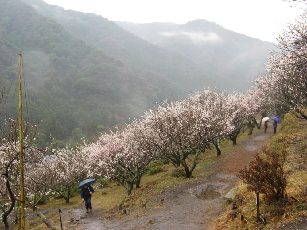 f:id:takerunba:20090226103510j:image:w500