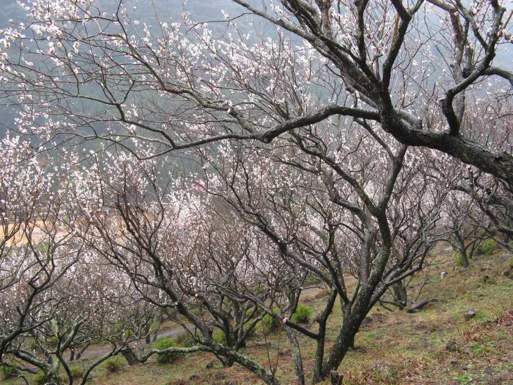 f:id:takerunba:20090226103540j:image:w500