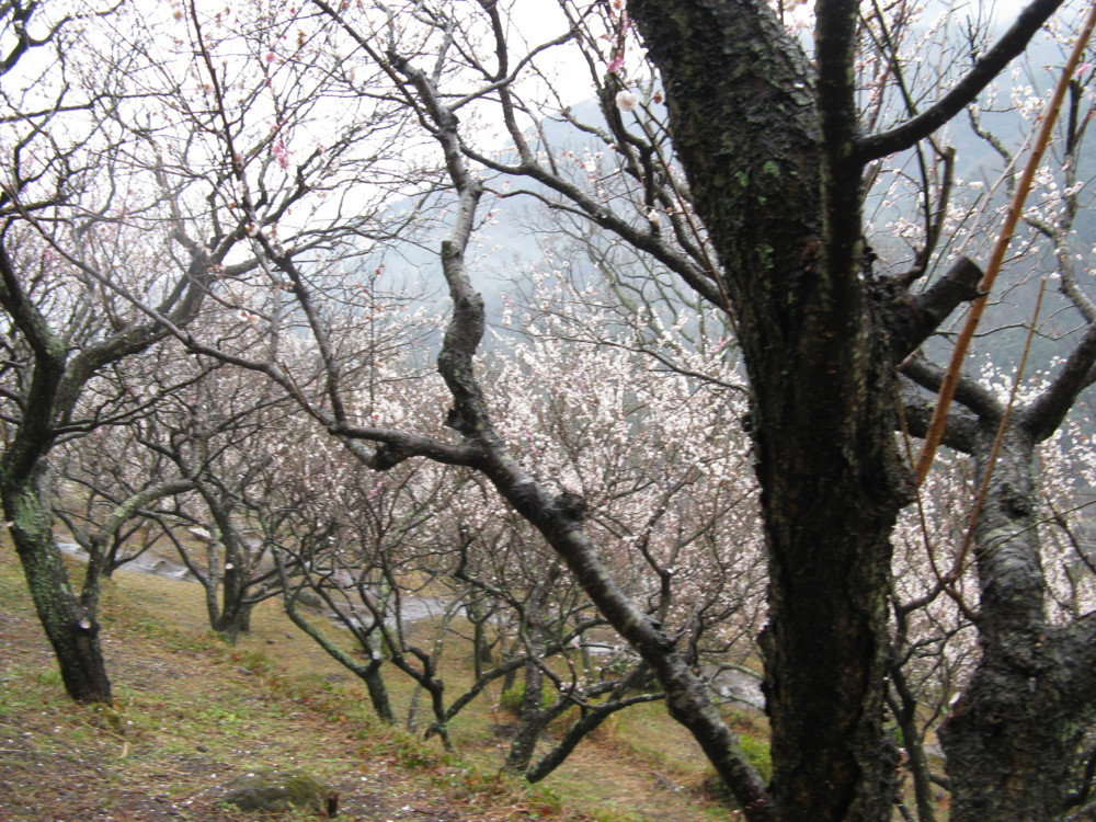 f:id:takerunba:20090226103546j:image:w500