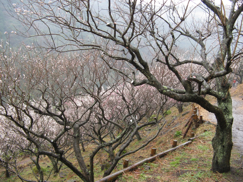 f:id:takerunba:20090226103550j:image:w500