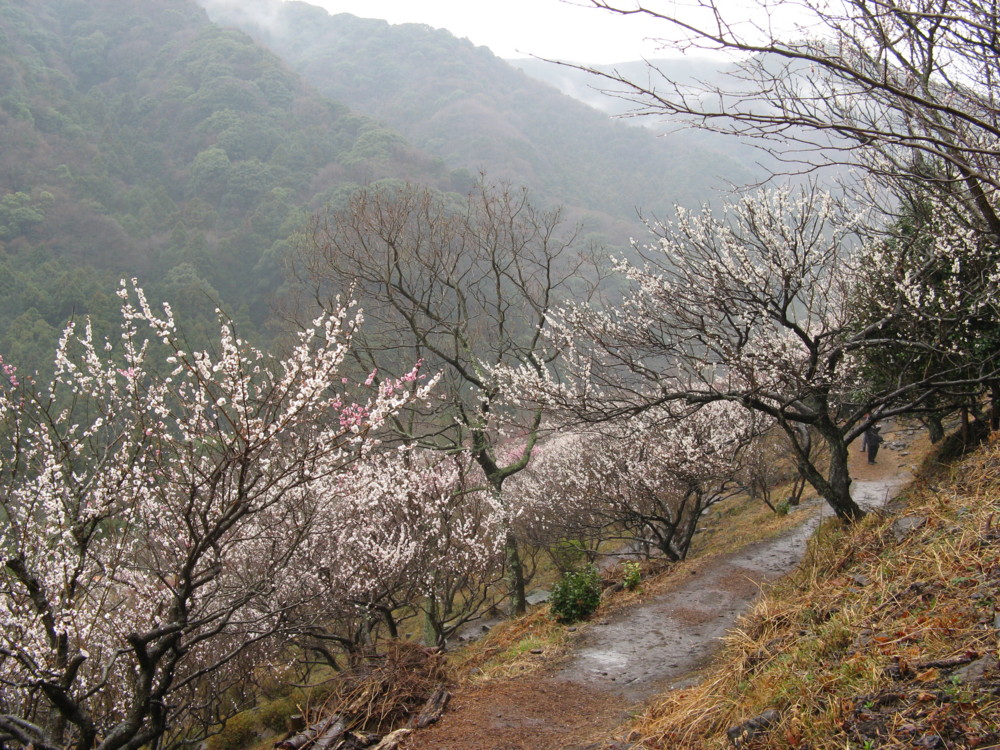 f:id:takerunba:20090226103616j:image:w500