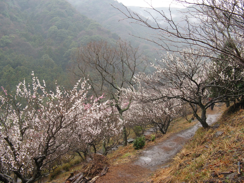 f:id:takerunba:20090226103623j:image:w500