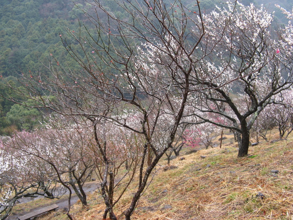 f:id:takerunba:20090226103740j:image:w500