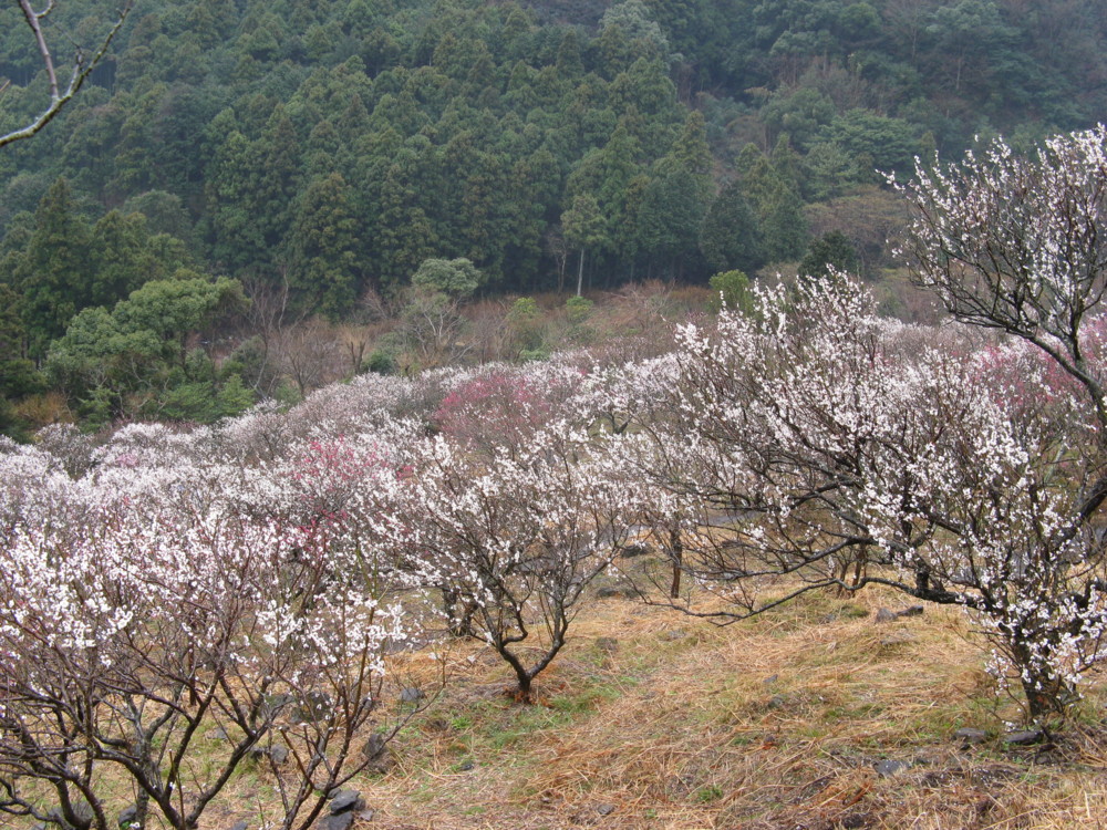 f:id:takerunba:20090226103757j:image:w500