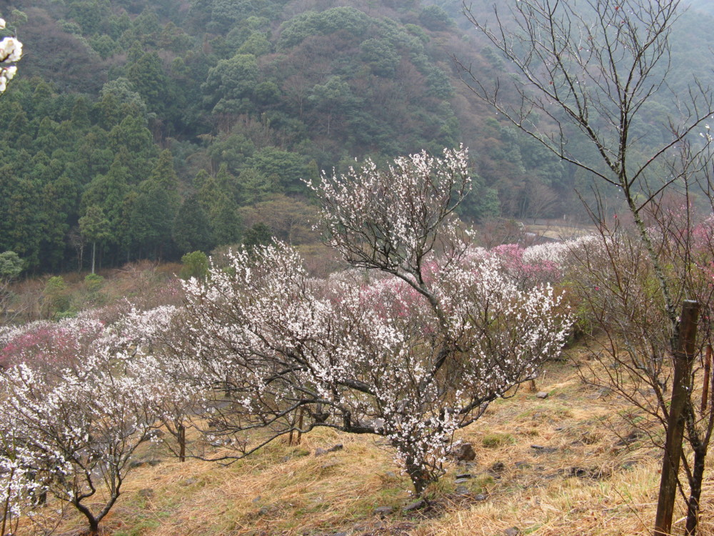 f:id:takerunba:20090226103803j:image:w500