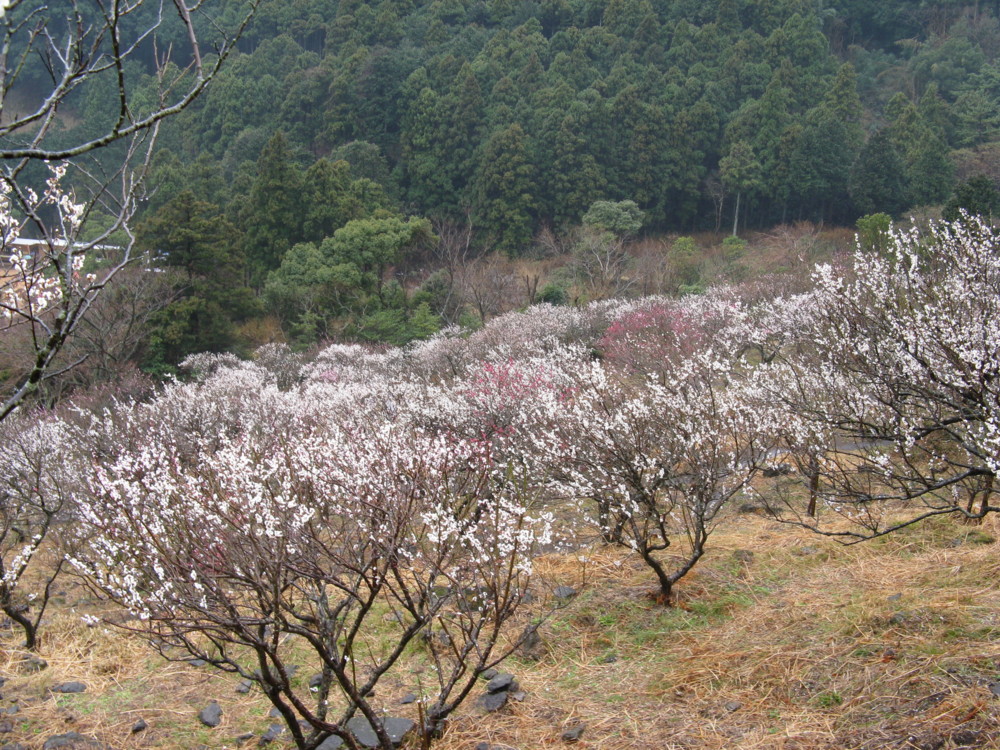 f:id:takerunba:20090226103809j:image:w500