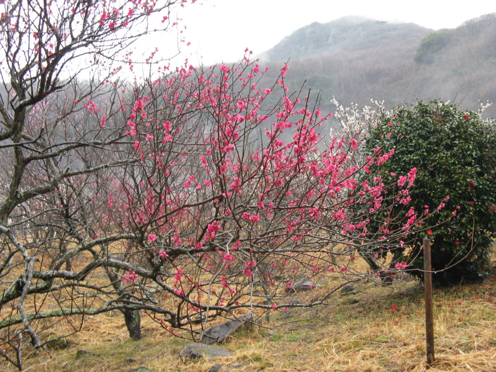 f:id:takerunba:20090226104052j:image:w500
