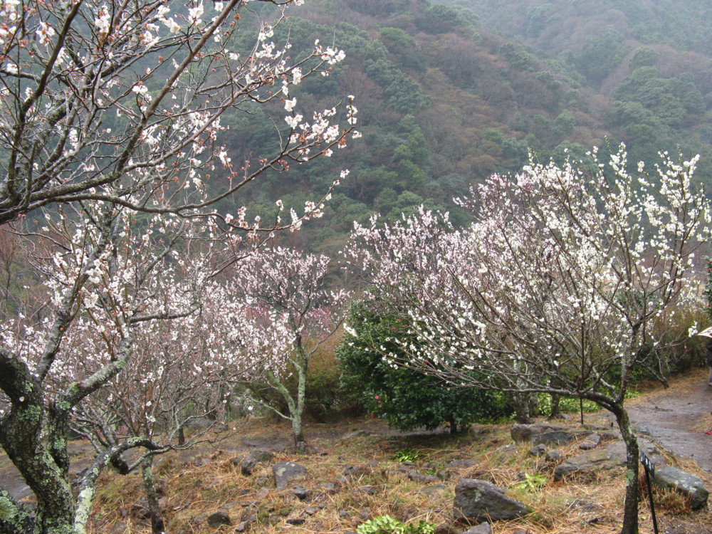 f:id:takerunba:20090226104128j:image:w500