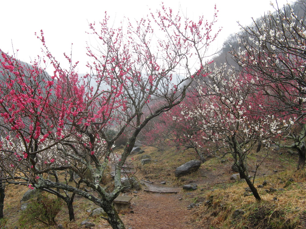 f:id:takerunba:20090226104221j:image:w500
