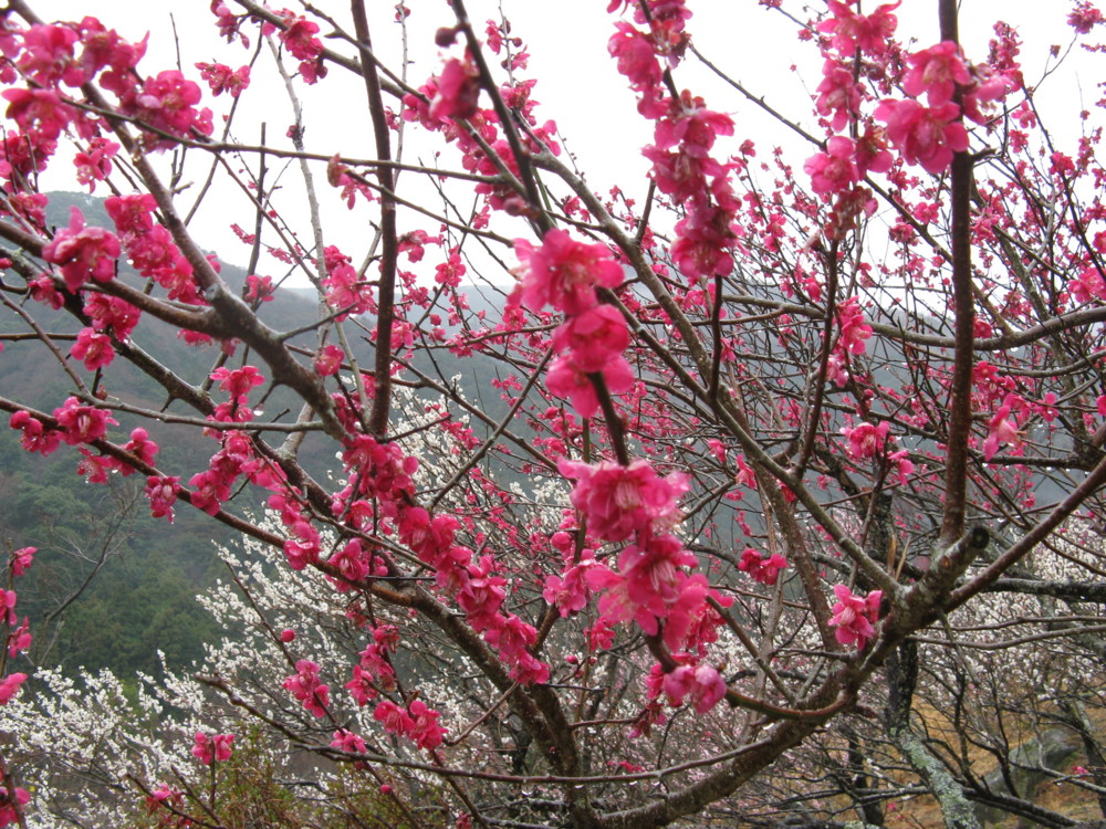 f:id:takerunba:20090226104226j:image:w500