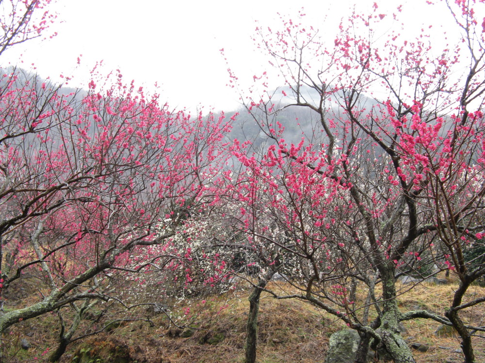 f:id:takerunba:20090226104236j:image:w500