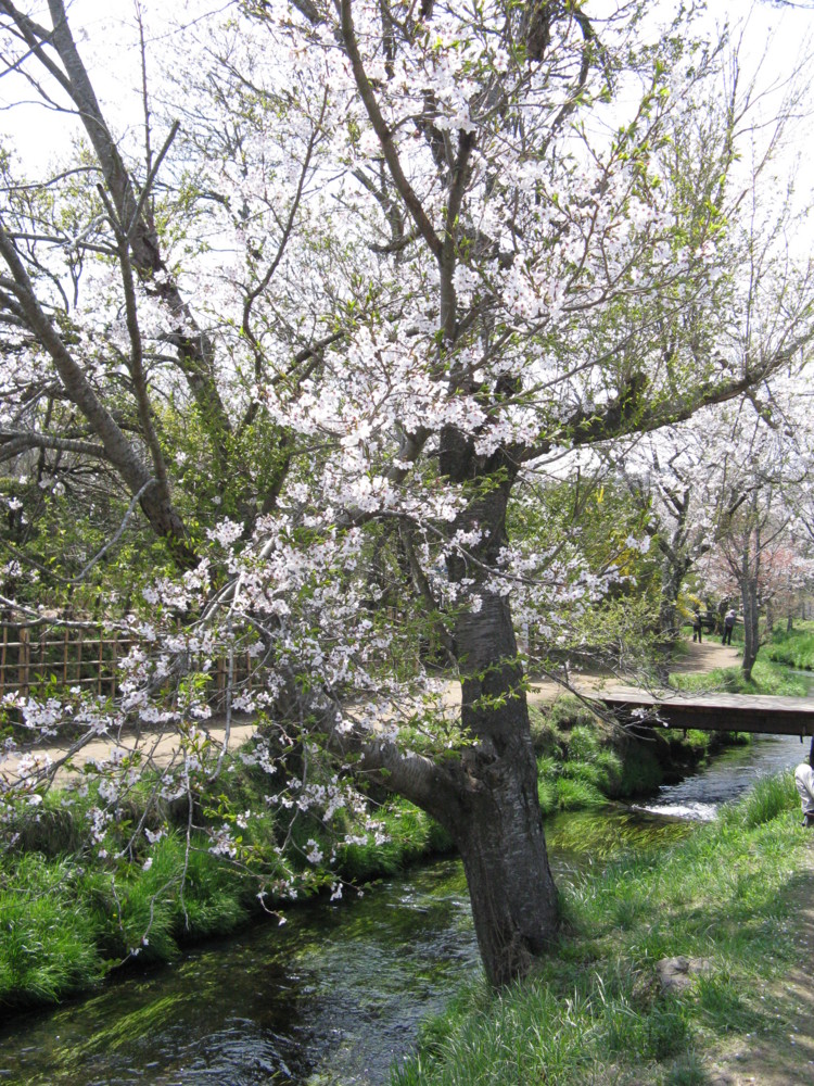 f:id:takerunba:20090420125742j:image:h500
