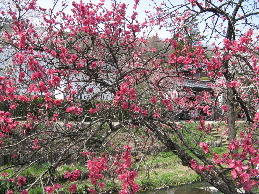 f:id:takerunba:20090420130508j:image:w500