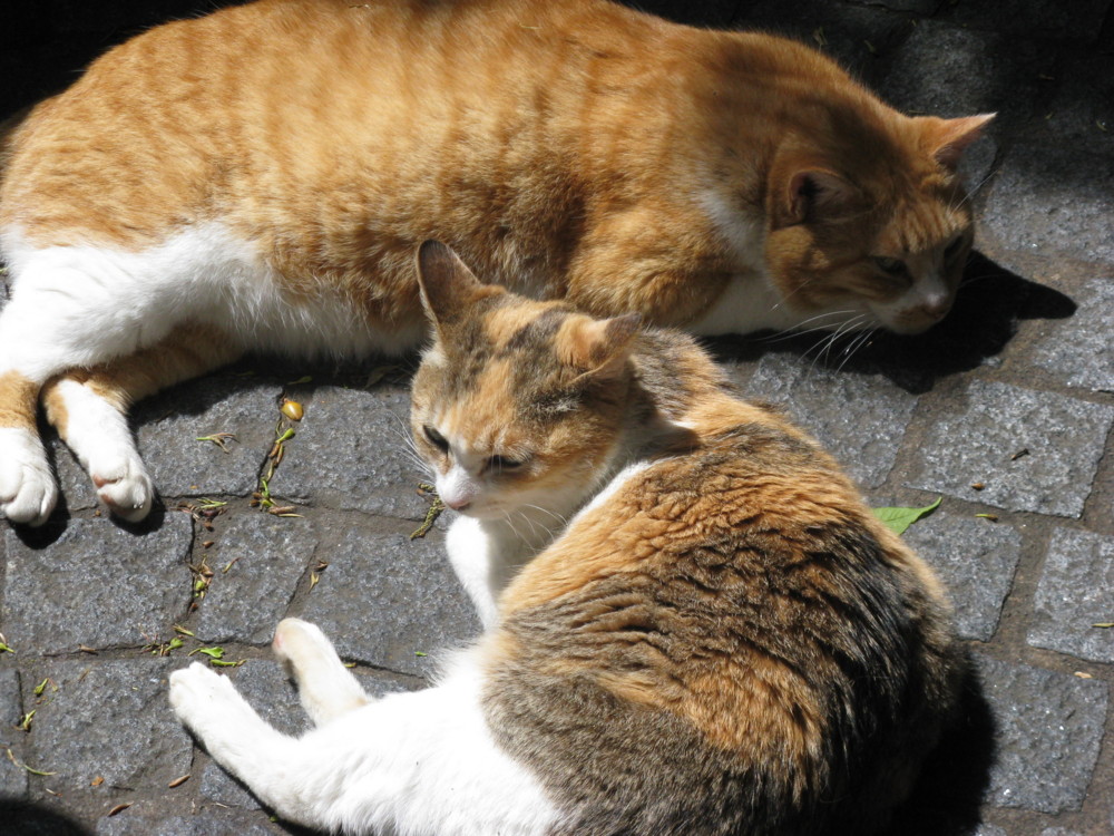f:id:takerunba:20090427131258j:image:w500