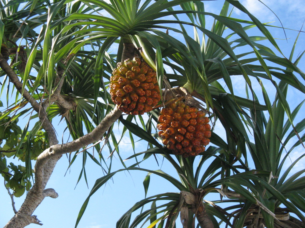 f:id:takerunba:20090629171344j:image:w500 f:id:takerunba:20090629171344j:image:w500