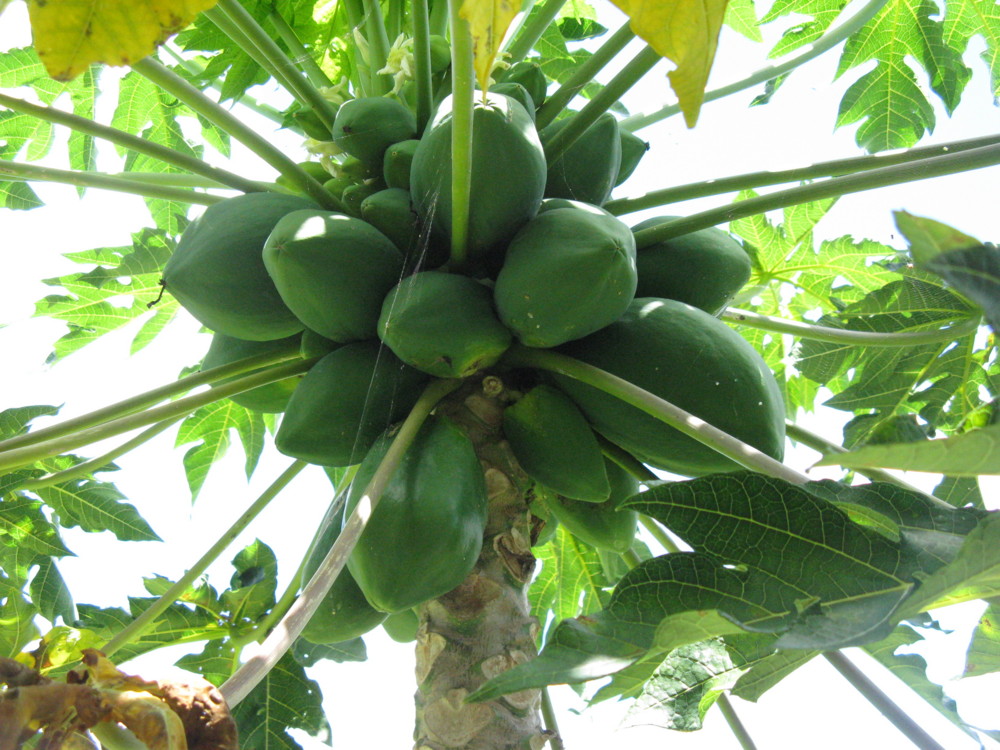 f:id:takerunba:20090630133603j:image:w500 f:id:takerunba:20090630133603j:image:w500