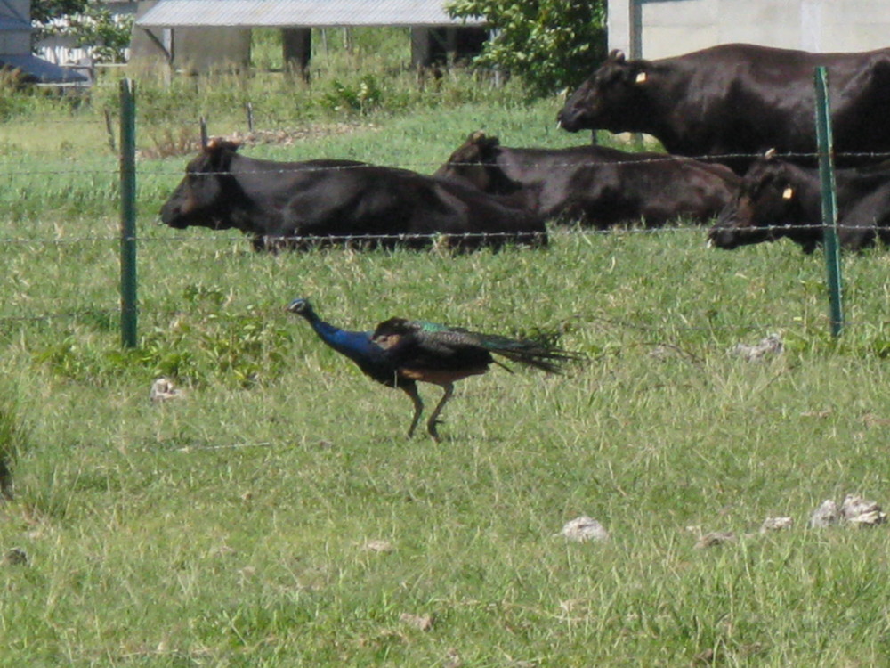 f:id:takerunba:20090702145401j:image:w400 f:id:takerunba:20090702145401j:image:w400