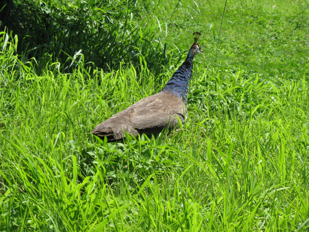 f:id:takerunba:20090702145644j:image:w400 f:id:takerunba:20090702145644j:image:w400