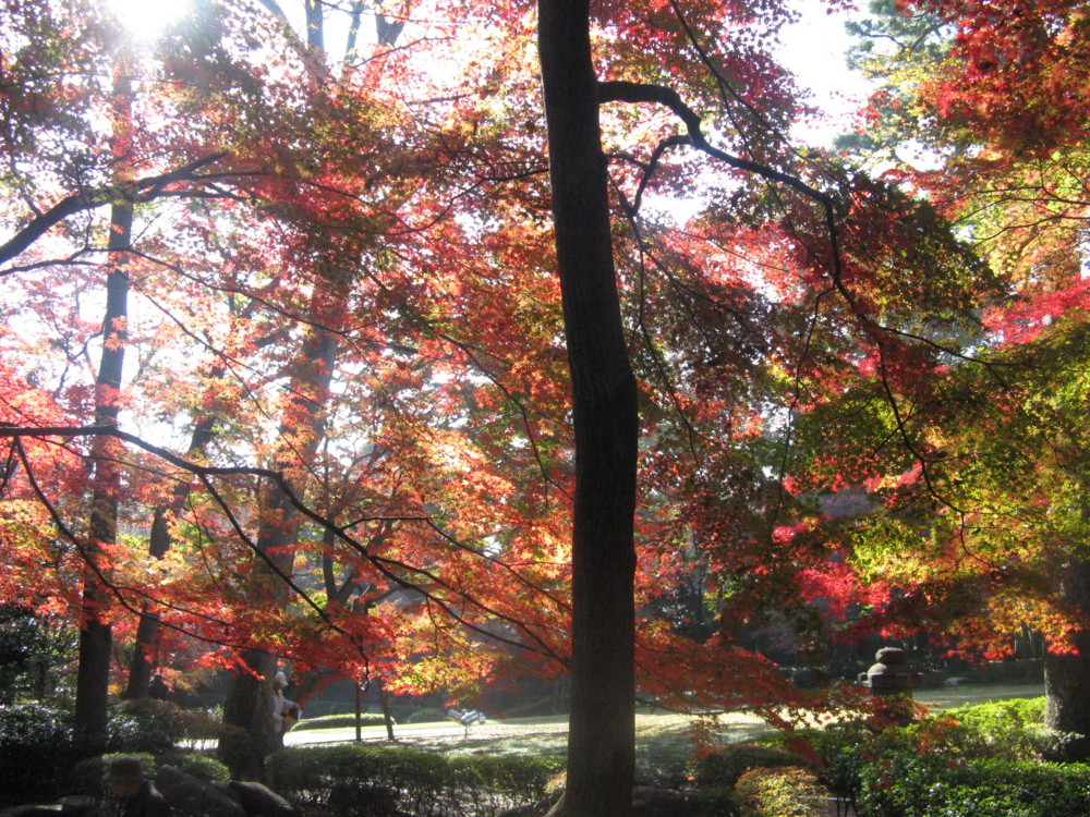 f:id:takerunba:20091203102916j:image:w500