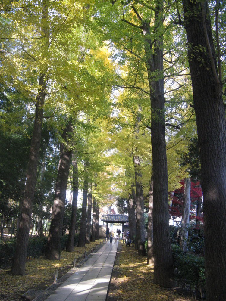 f:id:takerunba:20091203103214j:image:h500