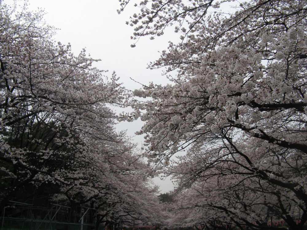 f:id:takerunba:20100401102456j:image:w500