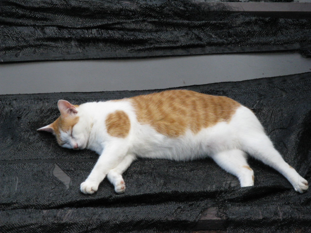 f:id:takerunba:20110915153634j:image:w500
