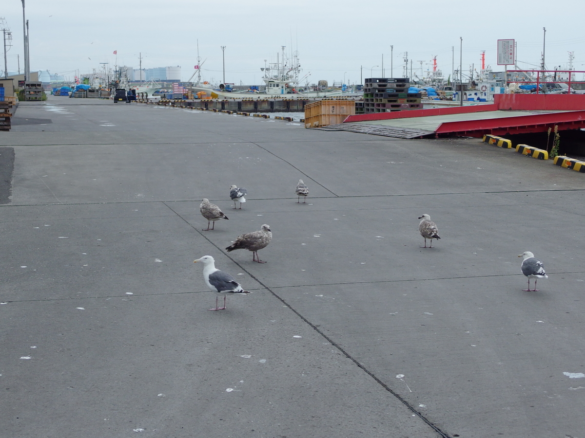 f:id:takerunba:20140913095811j:image:w400 f:id:takerunba:20140913095811j:image:w400