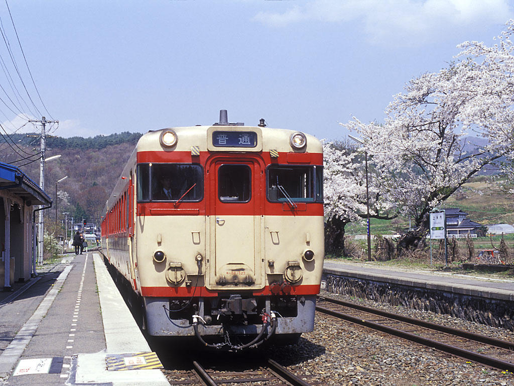 050504米内しだれ桜4号