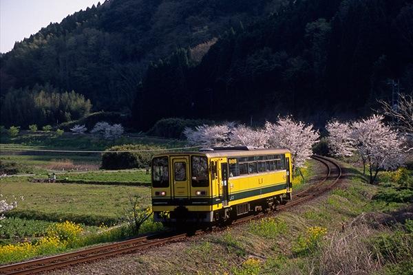 080406桜並木のカーブを抜けるレールバス