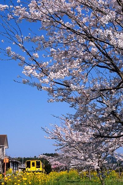 080406総元駅で見上げる桜