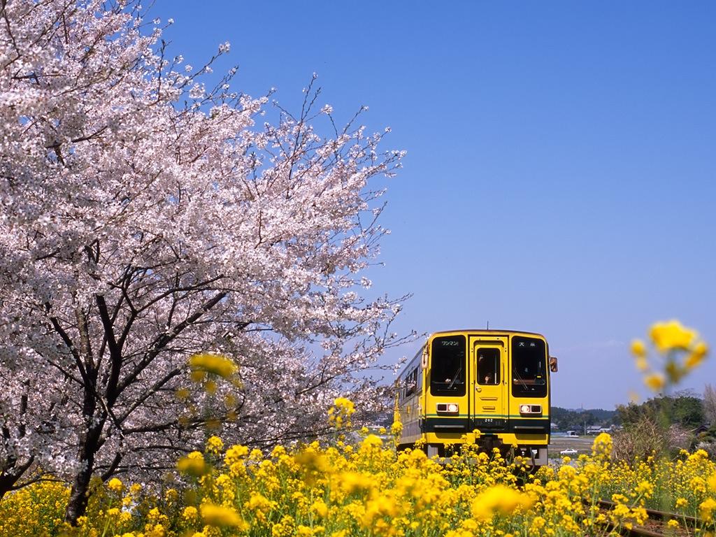 080406新田野の桜並木、菜の花、レールバス