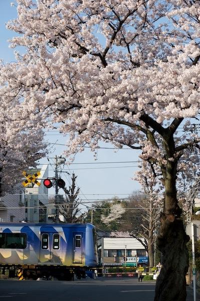 090406 桜咲く東横線菊名1号踏切